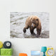 Grizzly bear fishing for sockeye salmon at Brooks Falls Wall Mural