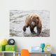 Grizzly bear fishing for sockeye salmon at Brooks Falls Wall Mural