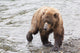 Grizzly bear fishing for sockeye salmon at Brooks Falls Wall Mural