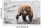 Grizzly bear fishing for sockeye salmon at Brooks Falls Wall Mural