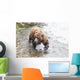 Grizzly bear fishing for sockeye salmon at Brooks Falls Wall Mural