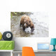 Grizzly bear fishing for sockeye salmon at Brooks Falls Wall Mural