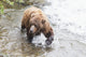 Grizzly bear fishing for sockeye salmon at Brooks Falls Wall Mural