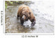 Grizzly bear fishing for sockeye salmon at Brooks Falls Wall Mural