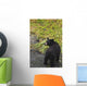 Black bear feeding on pink salmon along Dayville Road Wall Mural
