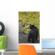 Black bear feeding on pink salmon along Dayville Road Wall Mural