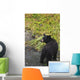 Black bear feeding on pink salmon along Dayville Road Wall Mural