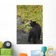Black bear feeding on pink salmon along Dayville Road Wall Mural