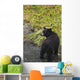Black bear feeding on pink salmon along Dayville Road Wall Mural