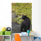 Black bear feeding on pink salmon along Dayville Road Wall Mural