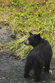 Black bear feeding on pink salmon along Dayville Road Wall Mural
