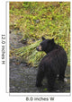 Black bear feeding on pink salmon along Dayville Road Wall Mural