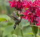 A hummingbird hovers by a bright pink blossoming flower Wall Mural