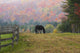 Horse grazing in early morning light and fog in autumn Wall Mural