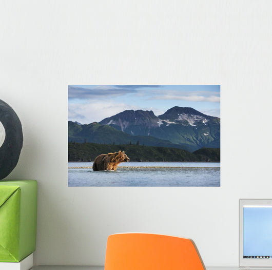 Coastal Brown Bear walking through salmon spawning stream by Kukak Bay Wall Mural