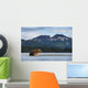 Coastal Brown Bear walking through salmon spawning stream by Kukak Bay Wall Mural