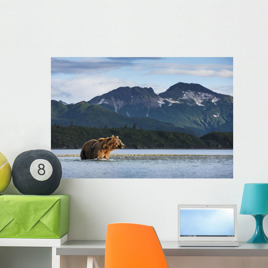 Coastal Brown Bear walking through salmon spawning stream by Kukak Bay Wall Mural