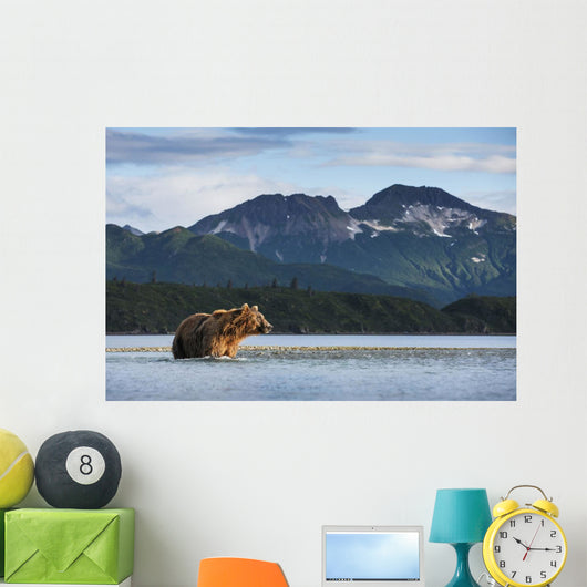 Coastal Brown Bear walking through salmon spawning stream by Kukak Bay Wall Mural