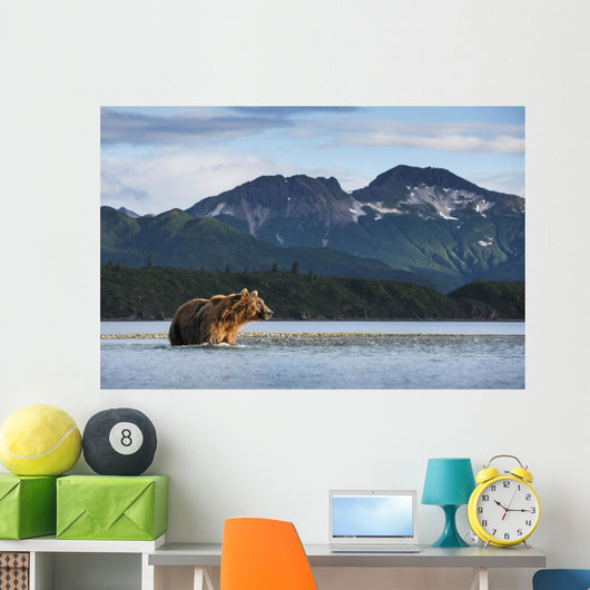 Coastal Brown Bear walking through salmon spawning stream by Kukak Bay Wall Mural