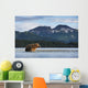 Coastal Brown Bear walking through salmon spawning stream by Kukak Bay Wall Mural