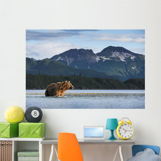 Coastal Brown Bear walking through salmon spawning stream by Kukak Bay Wall Mural