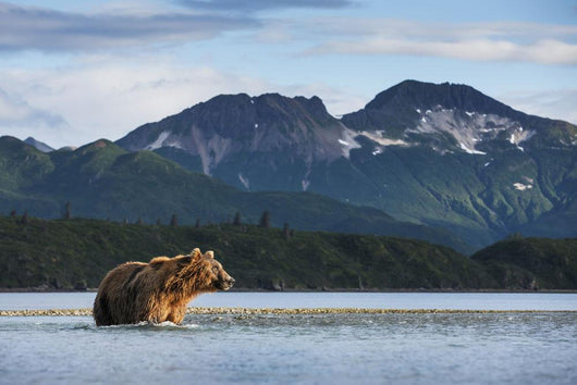Coastal Brown Bear walking through salmon spawning stream by Kukak Bay Wall Mural