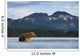 Coastal Brown Bear walking through salmon spawning stream by Kukak Bay Wall Mural