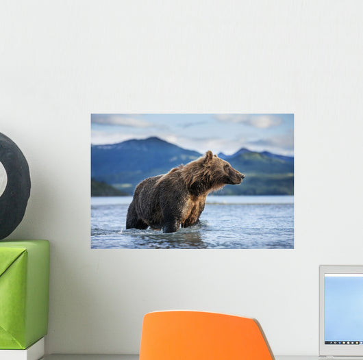 Coastal Brown Bear standing in salmon spawning stream by Kukak Bay Wall Mural