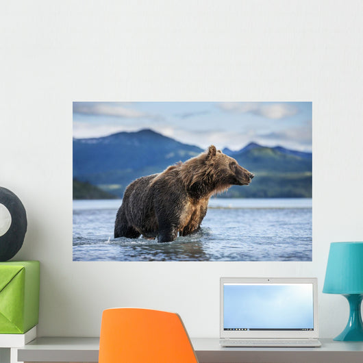 Coastal Brown Bear standing in salmon spawning stream by Kukak Bay Wall Mural