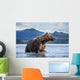 Coastal Brown Bear standing in salmon spawning stream by Kukak Bay Wall Mural