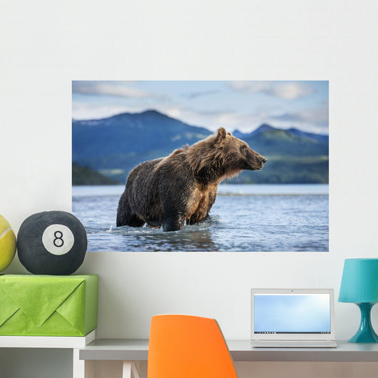 Coastal Brown Bear standing in salmon spawning stream by Kukak Bay Wall Mural