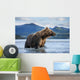 Coastal Brown Bear standing in salmon spawning stream by Kukak Bay Wall Mural
