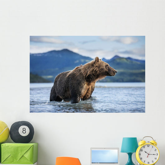 Coastal Brown Bear standing in salmon spawning stream by Kukak Bay Wall Mural