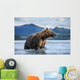 Coastal Brown Bear standing in salmon spawning stream by Kukak Bay Wall Mural