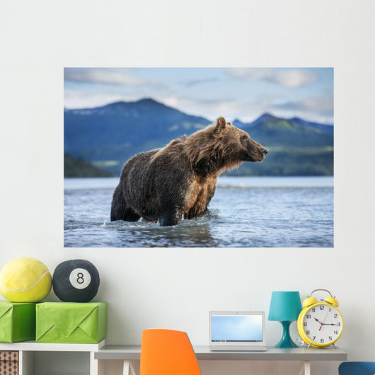 Coastal Brown Bear standing in salmon spawning stream by Kukak Bay Wall Mural