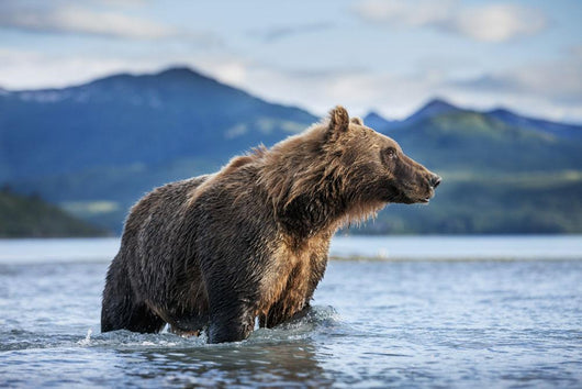 Coastal Brown Bear standing in salmon spawning stream by Kukak Bay Wall Mural