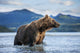 Coastal Brown Bear standing in salmon spawning stream by Kukak Bay Wall Mural