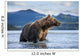 Coastal Brown Bear standing in salmon spawning stream by Kukak Bay Wall Mural