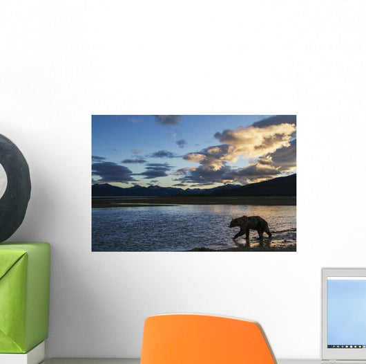 Coastal Brown Bear walks along salmon spawning stream Wall Mural