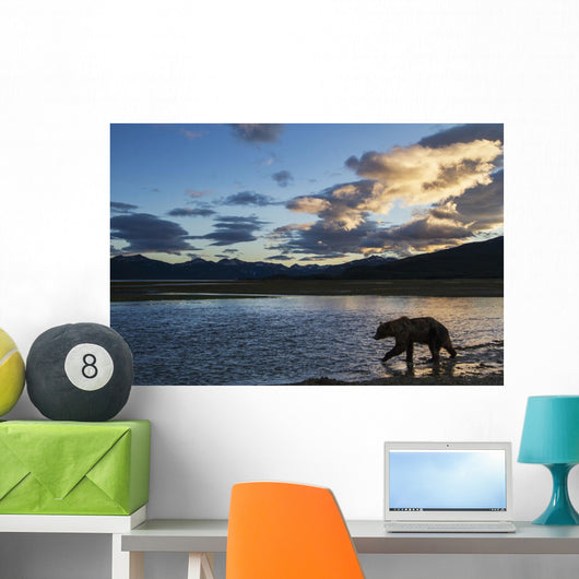 Coastal Brown Bear walks along salmon spawning stream Wall Mural