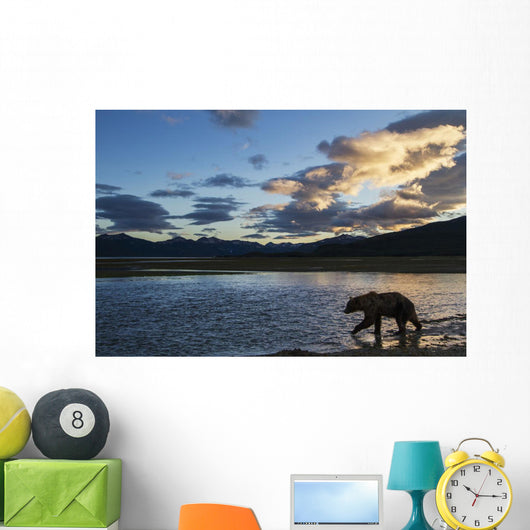 Coastal Brown Bear walks along salmon spawning stream Wall Mural