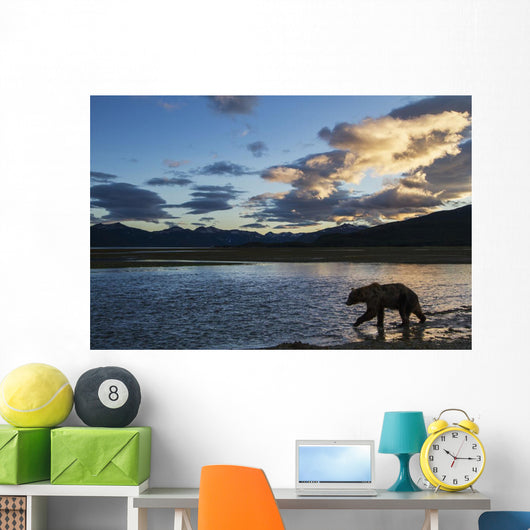 Coastal Brown Bear walks along salmon spawning stream Wall Mural