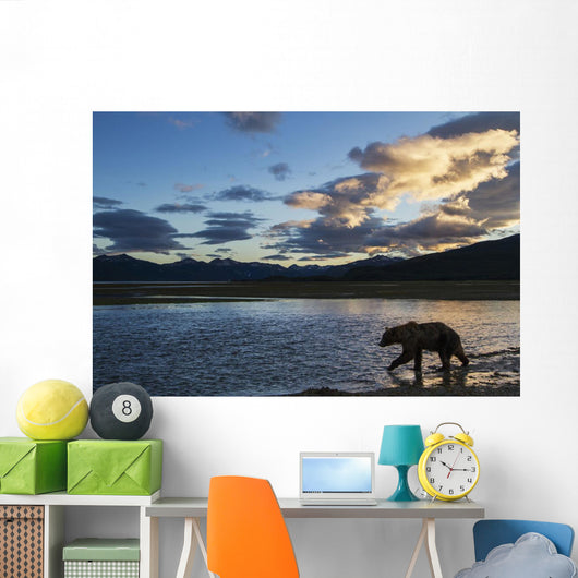 Coastal Brown Bear walks along salmon spawning stream Wall Mural