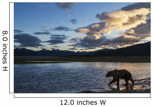 Coastal Brown Bear walks along salmon spawning stream Wall Mural