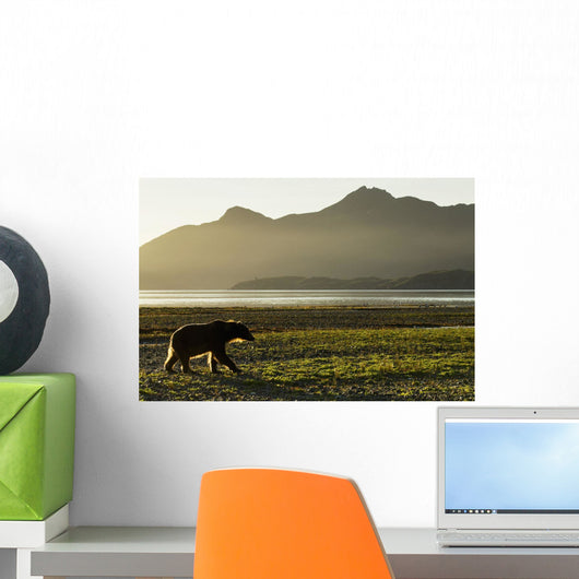 Coastal Brown Bear walking along shoreline at dawn along Kukak Bay Wall Mural