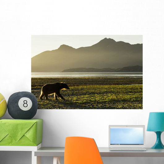 Coastal Brown Bear walking along shoreline at dawn along Kukak Bay Wall Mural