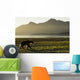 Coastal Brown Bear walking along shoreline at dawn along Kukak Bay Wall Mural