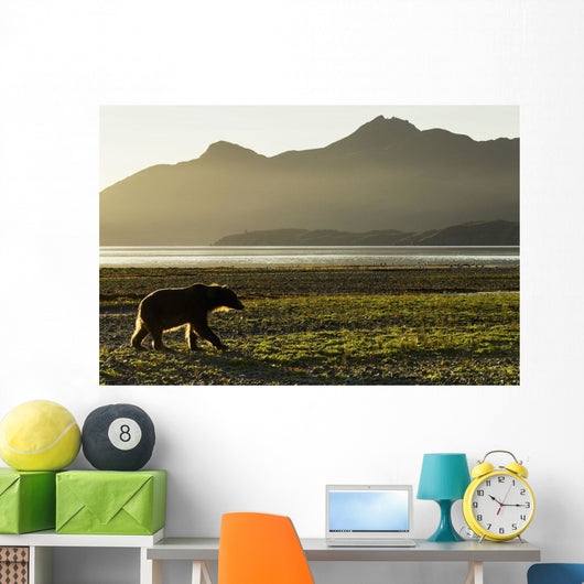 Coastal Brown Bear walking along shoreline at dawn along Kukak Bay Wall Mural