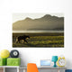 Coastal Brown Bear walking along shoreline at dawn along Kukak Bay Wall Mural