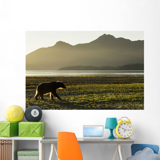 Coastal Brown Bear walking along shoreline at dawn along Kukak Bay Wall Mural